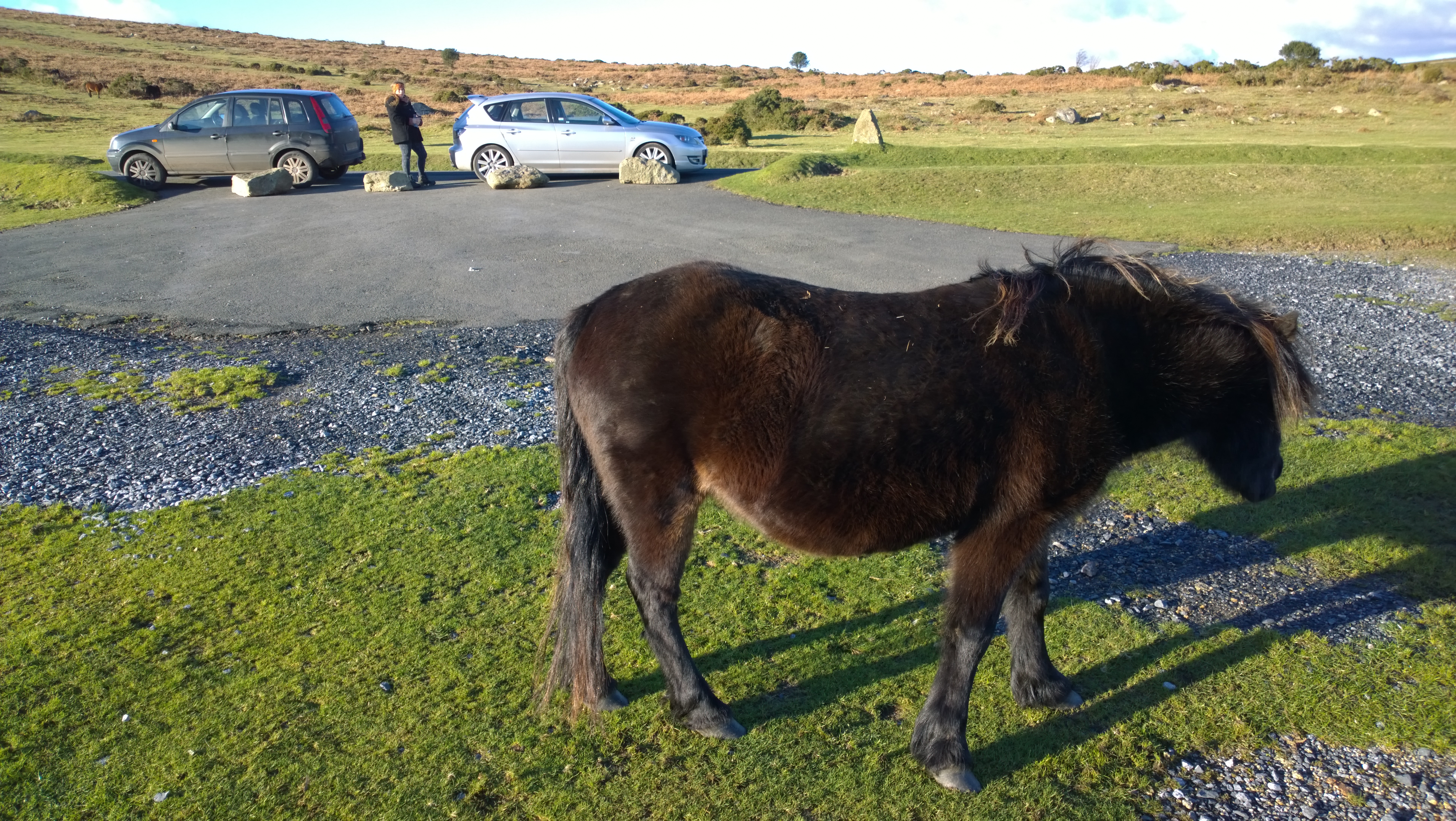 Dartmoor ponies near Haytor - about 45 mins drive away