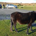 Dartmoor ponies near Haytor - about 45 mins drive away
